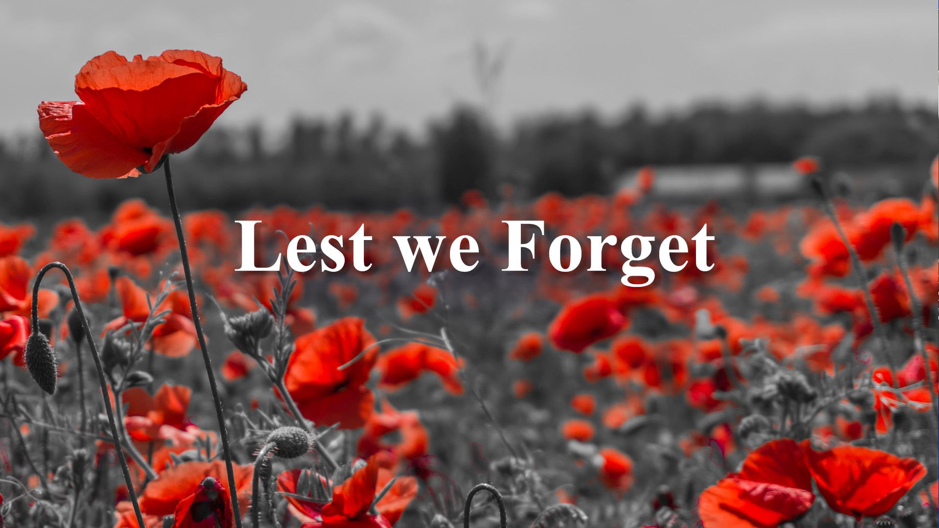 img-rose-remembrance-day-2022-05